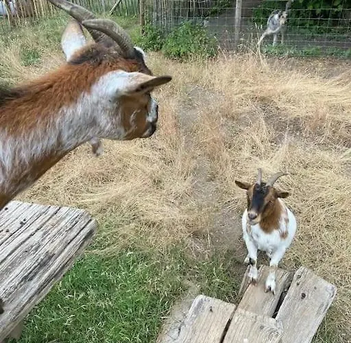 Tuinkamer Met Landelijk Uitzicht En Zwembad.